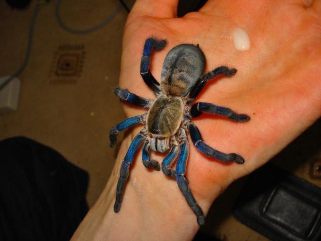 Haplopelma lividum