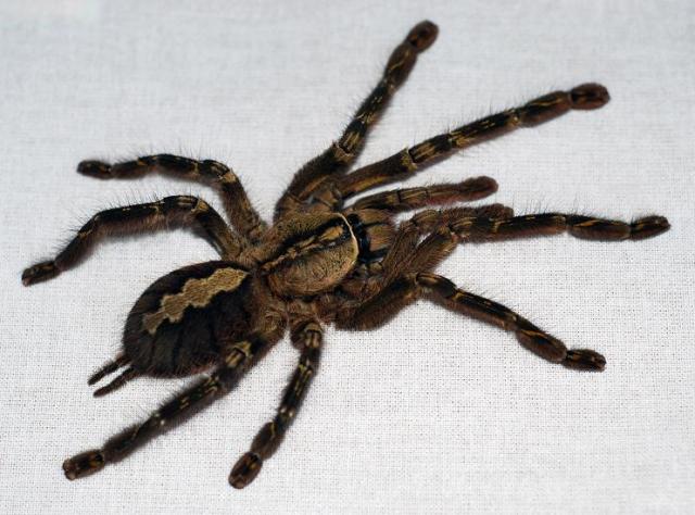 P. ornata. L9. RIP.