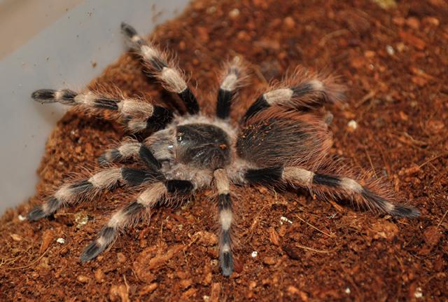 N. coloratovillosus