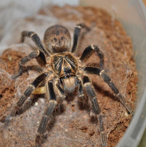 P. chordatus