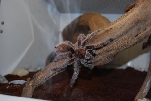 Grammostola rosea