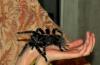 dsc_0287_t1.jpg