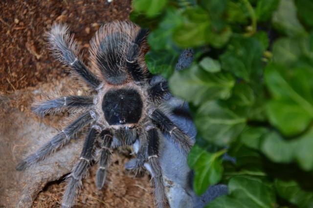 Lasiodora Parahybana