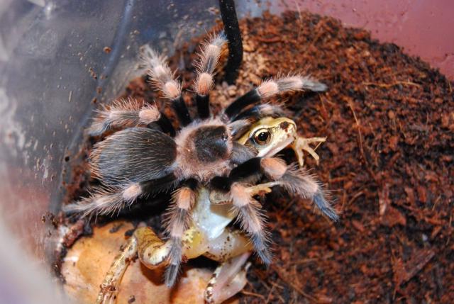 Brachypelma Smithi L8