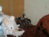 dscf0977_t1.jpg