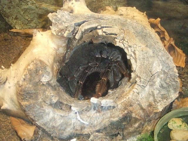 Ryga zoo