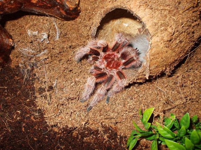 Rosea