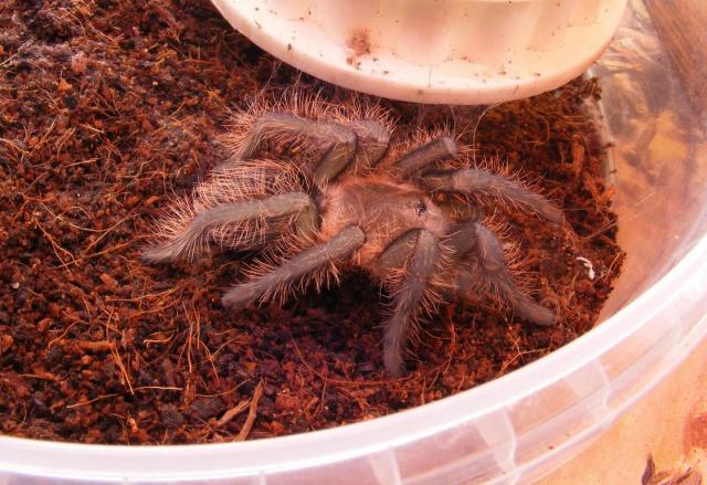 Brachypelma Albopilosum
