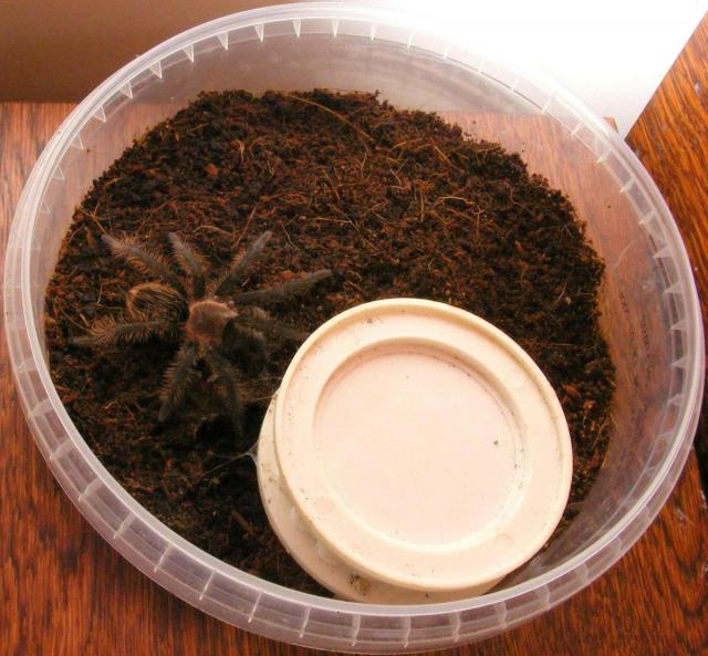 Brachypelma Albopilosum
