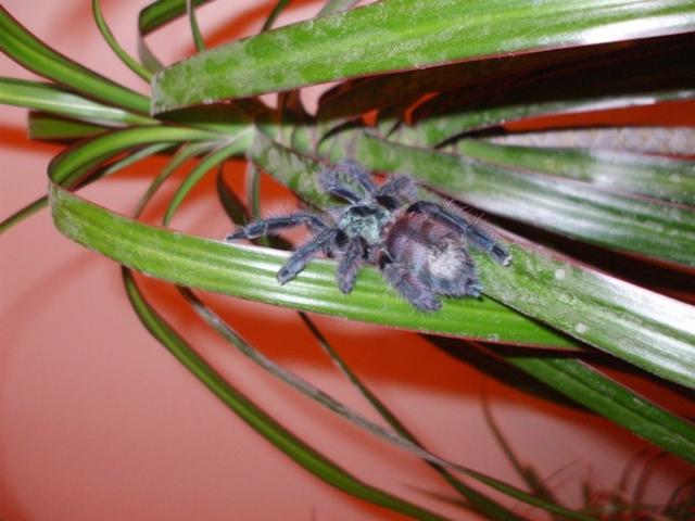 A. versicolor