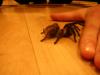 dscn1089_t1.jpg
