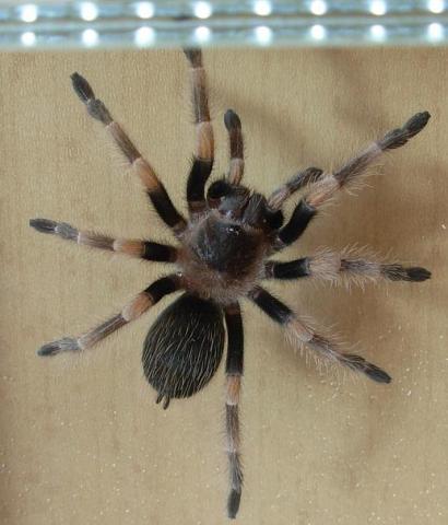 Smithi