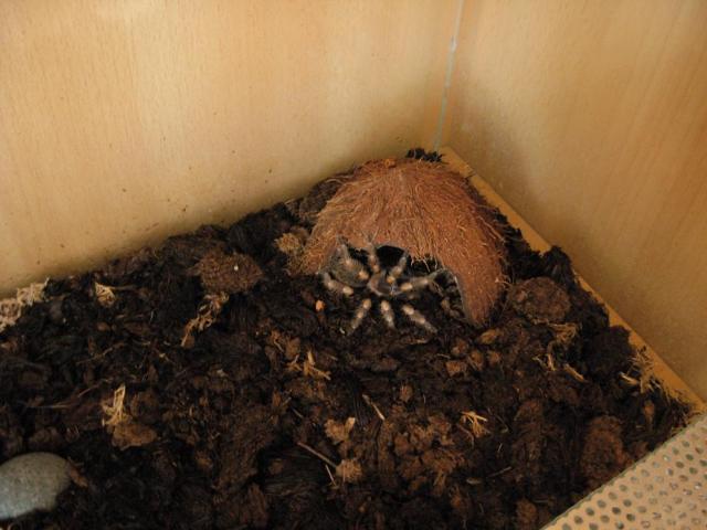 B. smithi