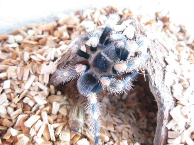 B.Smithi