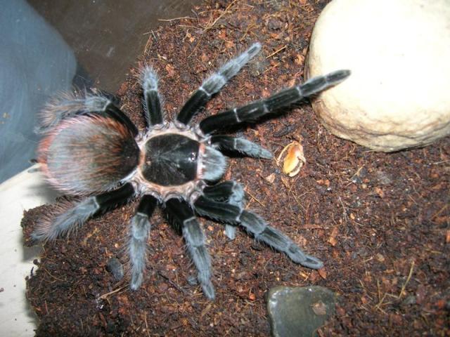 b.vagans
