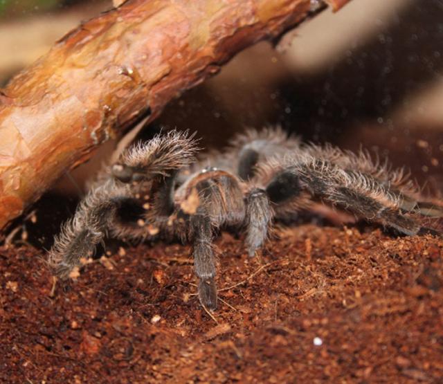 B. albopilosum