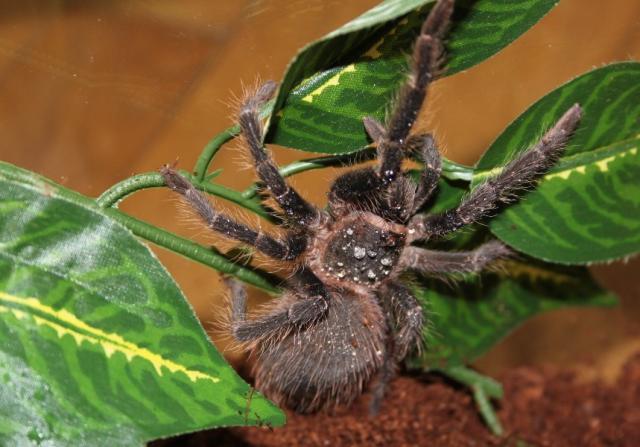 L. Parahybana