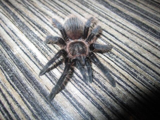 Albopilosum