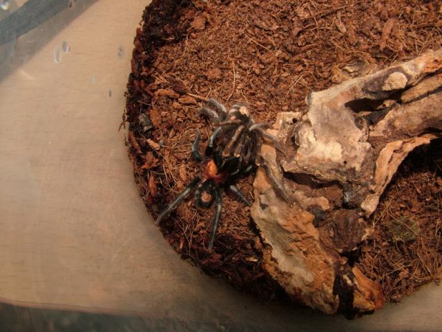 Cyriocosmus elegans