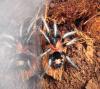 Spausk peržiūrai elegans_t1.jpg