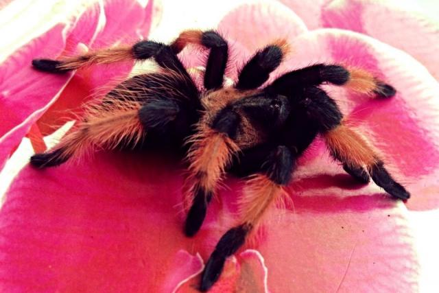 Brachypelma emilia