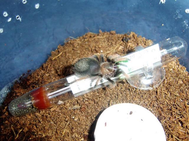 Brachypelma Emilia