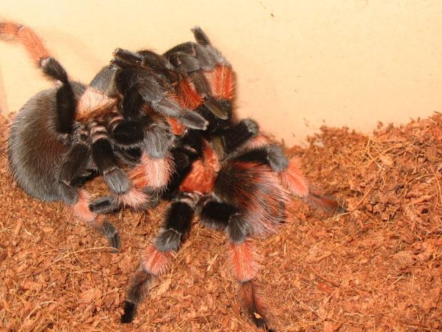 Emilijos poruojasi