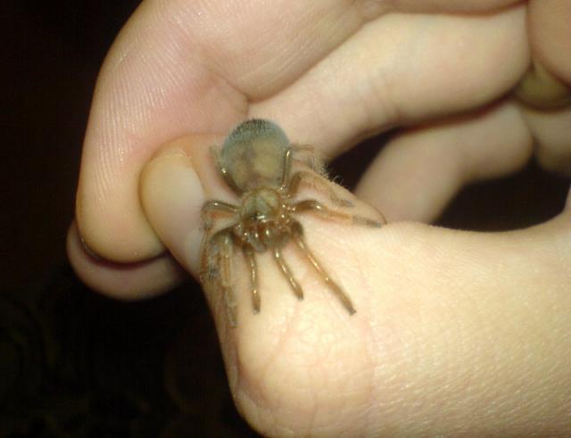 B. emilia