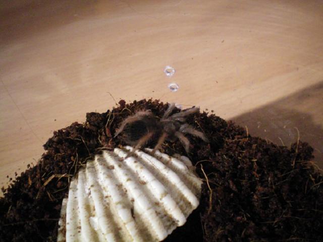 Brachypelma emilia