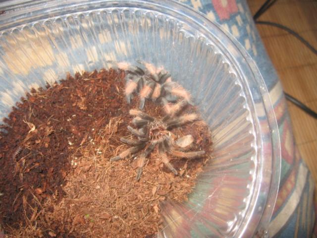 B. emilia 