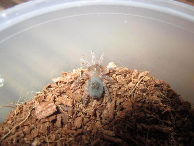 Euathlus sp red L4