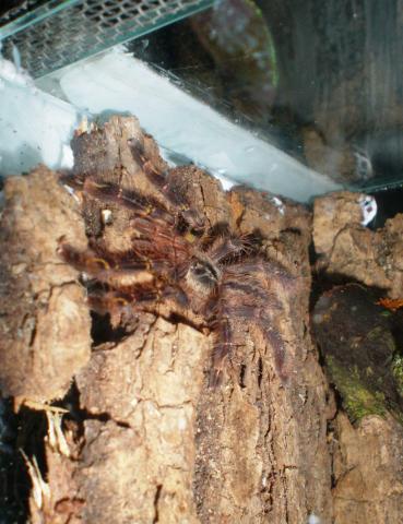 Poecilotheria ornata