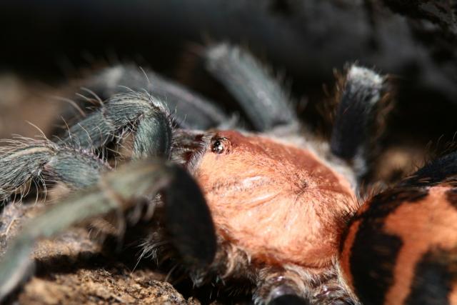 C. fasciatum