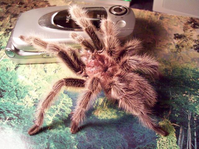 G. rosea