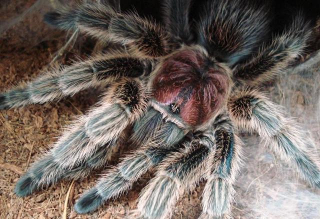 G.rosea