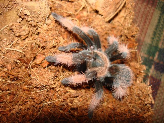 Brachypelma emilia
