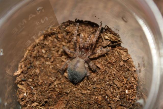 Brachypelma annitha