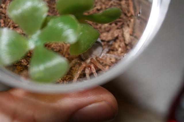 Brachypelma albiceps