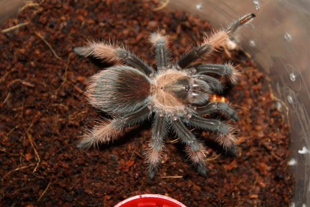 Brachypelma emilia