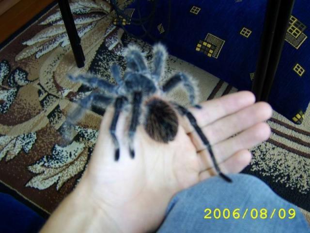 lasiodora parahybana