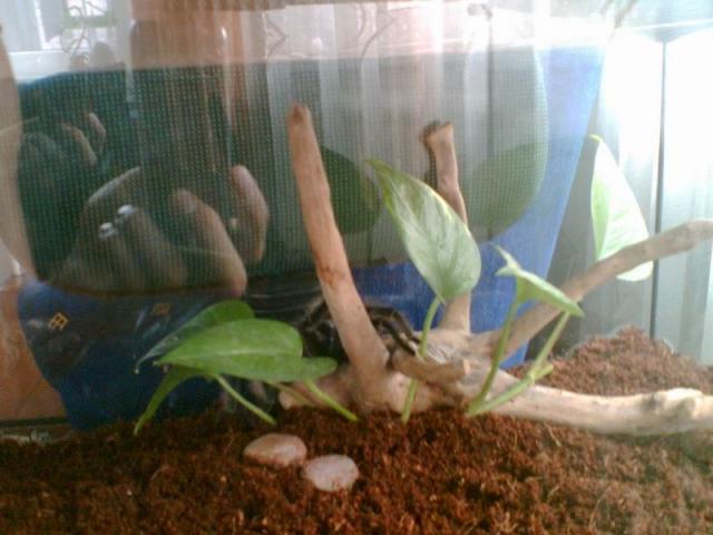 lasiodora parahybana