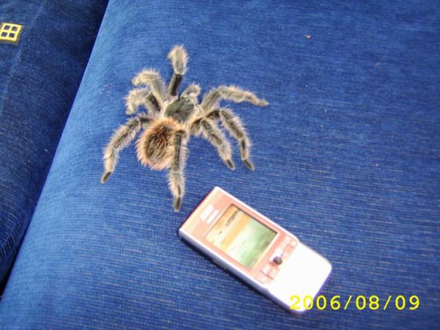 lasiodora parahybana
