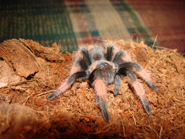 Brachypelma emilia