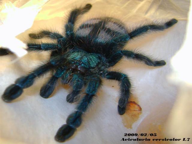 Avicularia versicolor