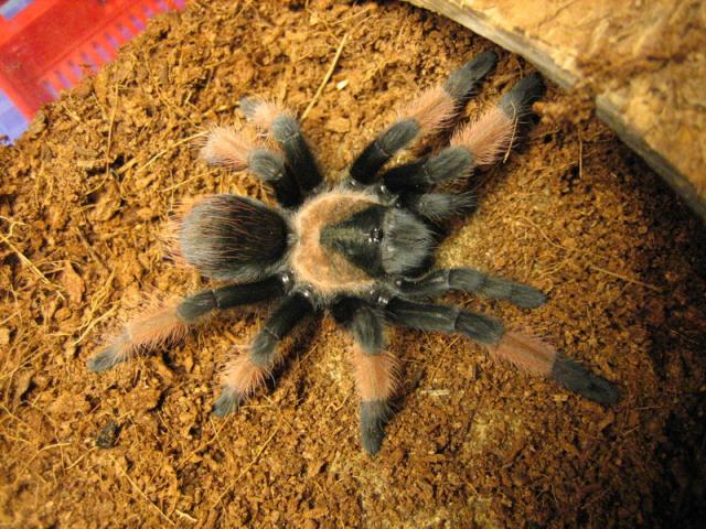 B. Smithi arba Emilia