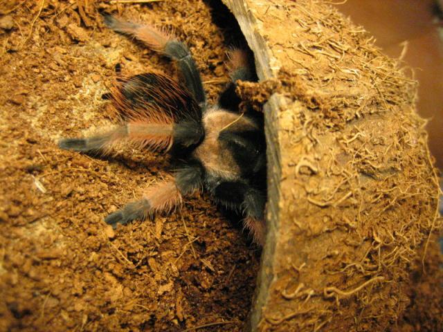 B. smithi  emilia