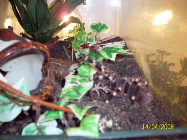Geniculata