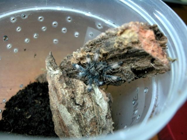 Psalmopoeus cambridgei