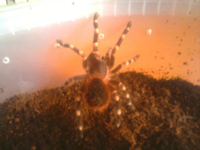 A. geniculata