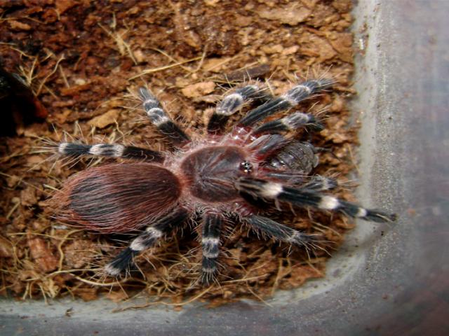 A. geniculata